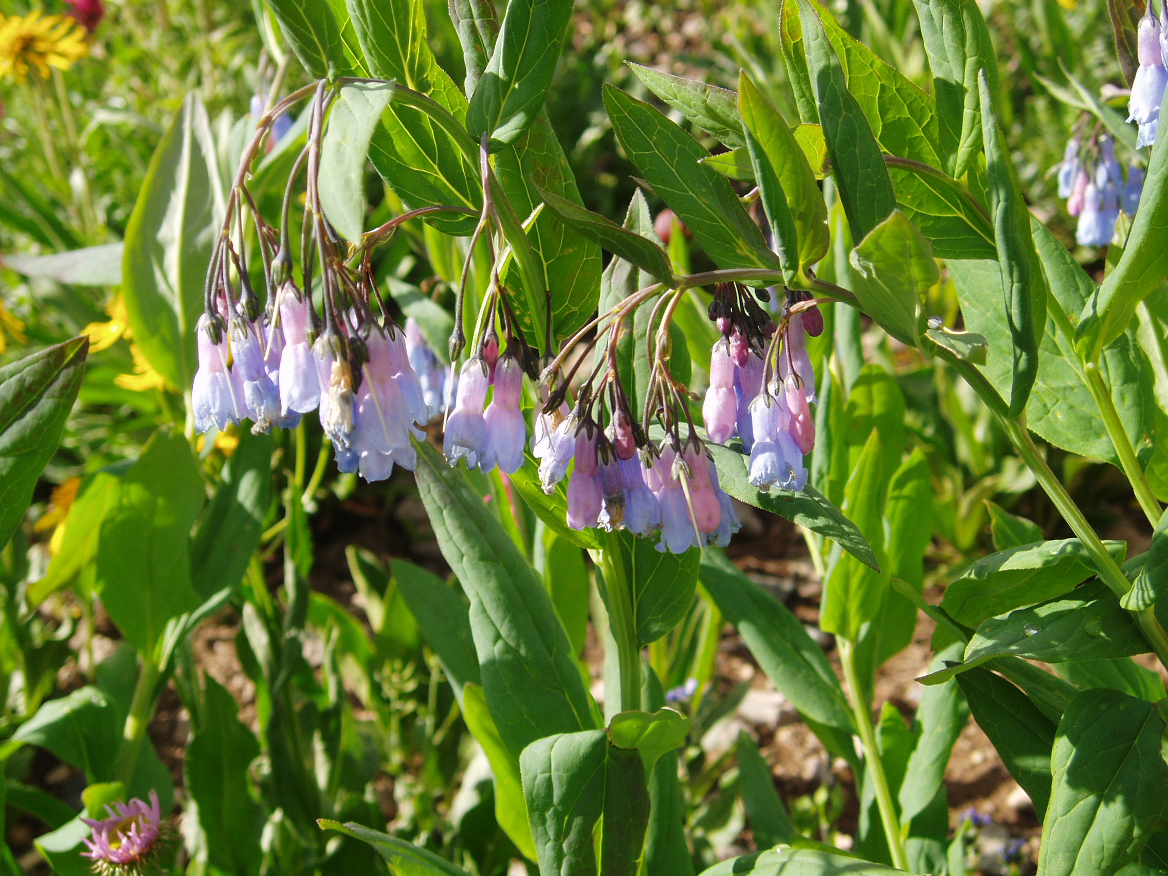 ChimingBells