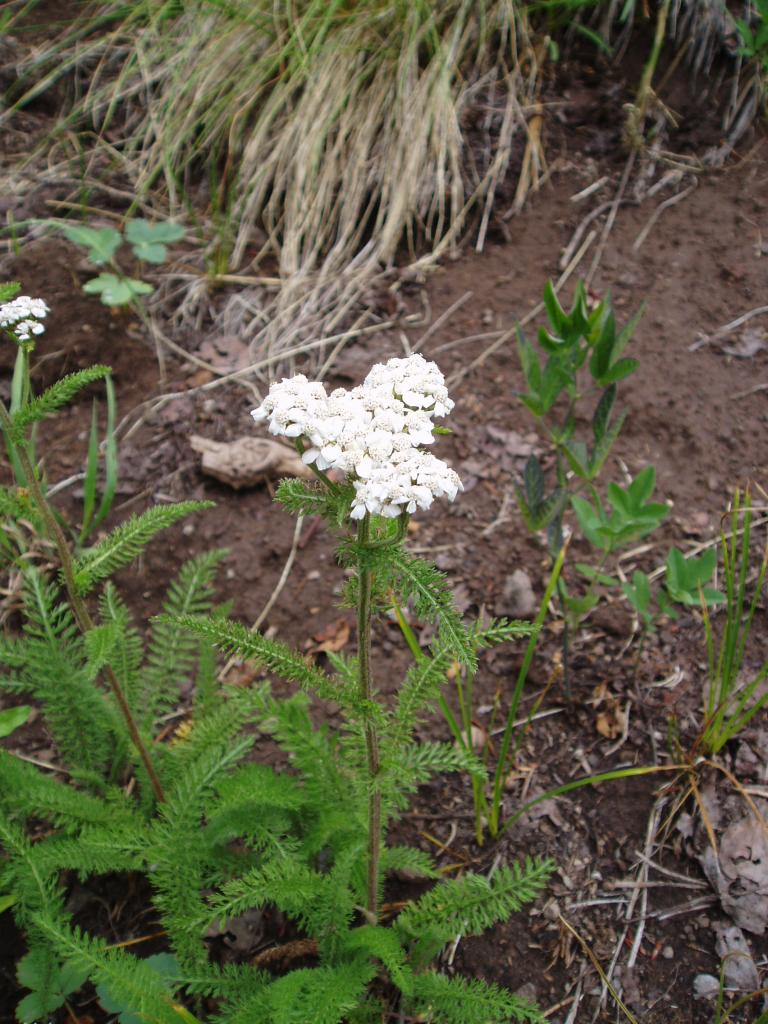 Yarrow